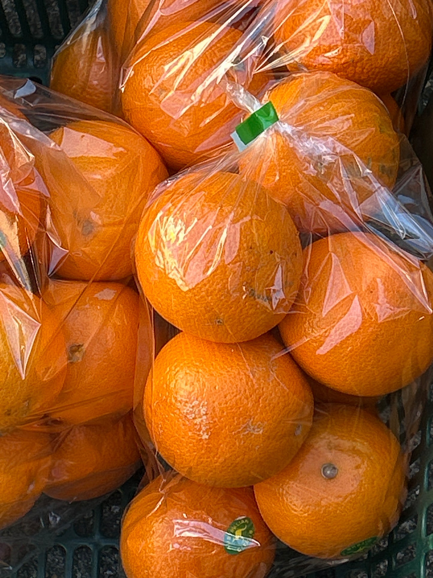 ကမ္ဗလာသီး みかん