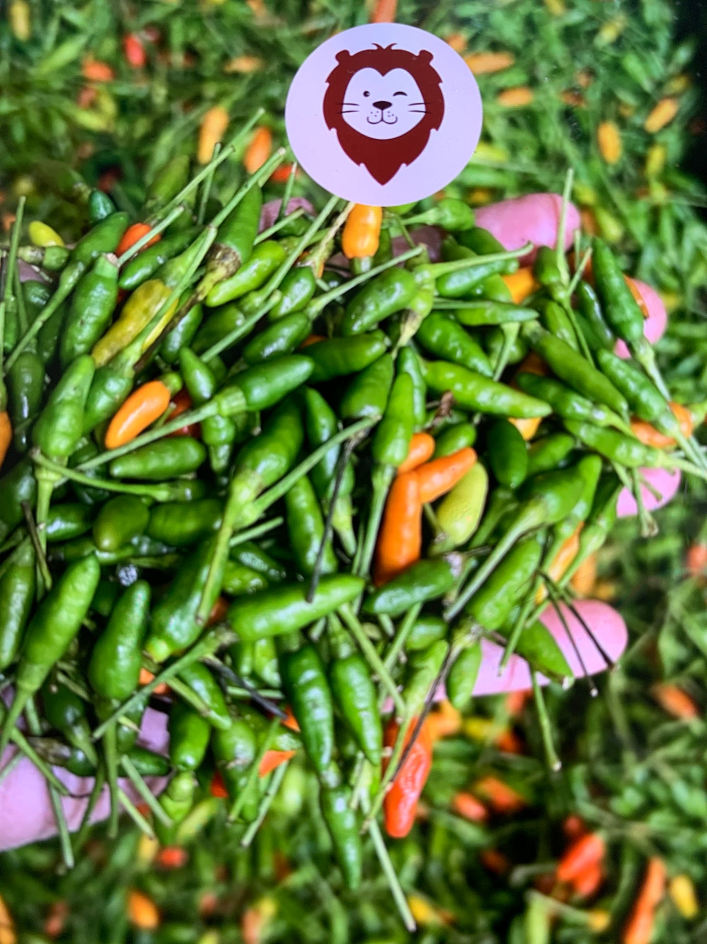 ငရုတ်သီးစိမ်း ရွှေအပ် (အသေး)