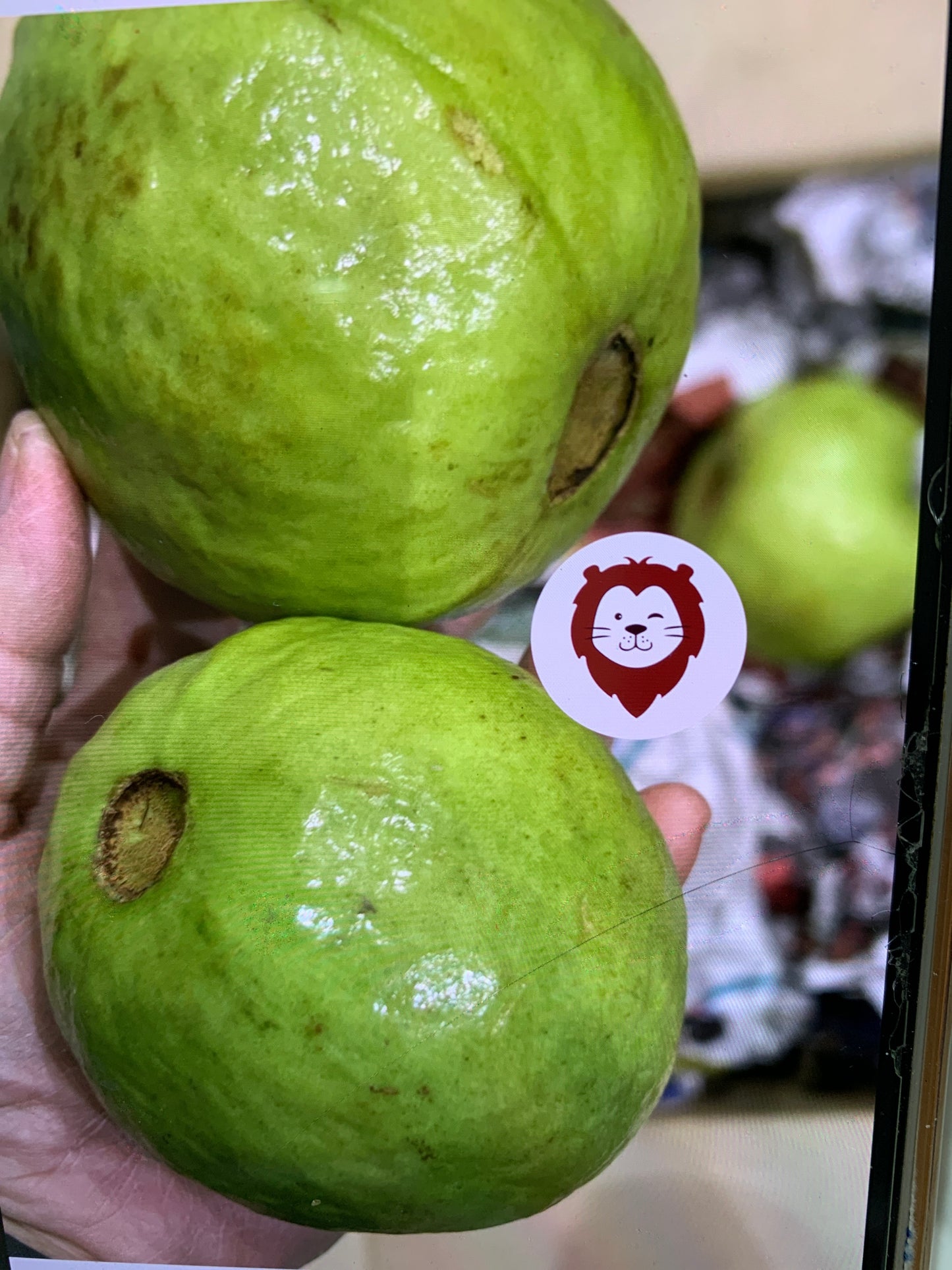 မာလကာသီး Fresh Guava