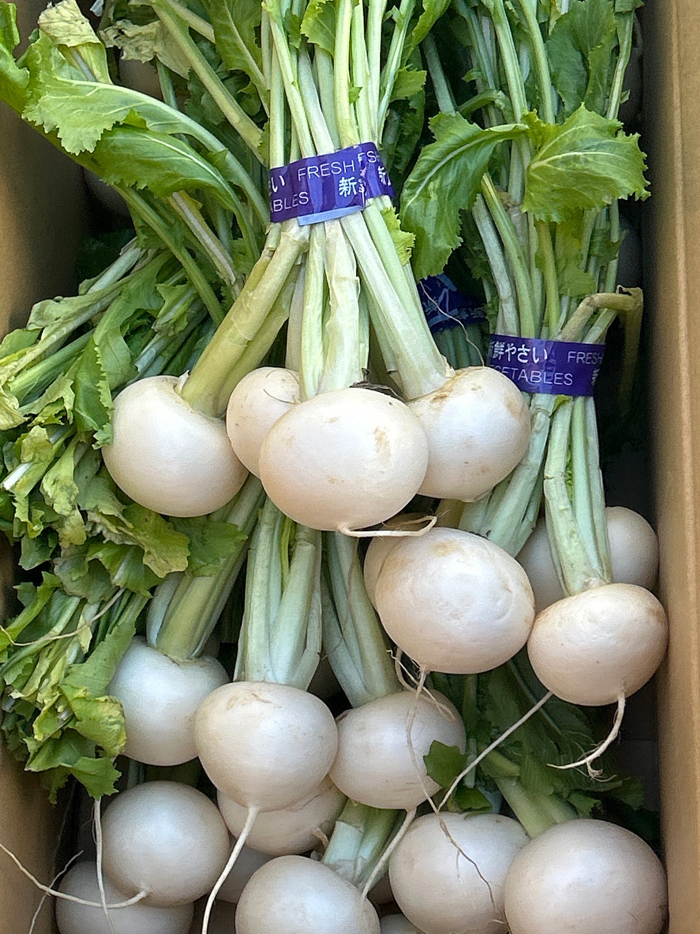 မုန်လာဥအလုံး かぶ