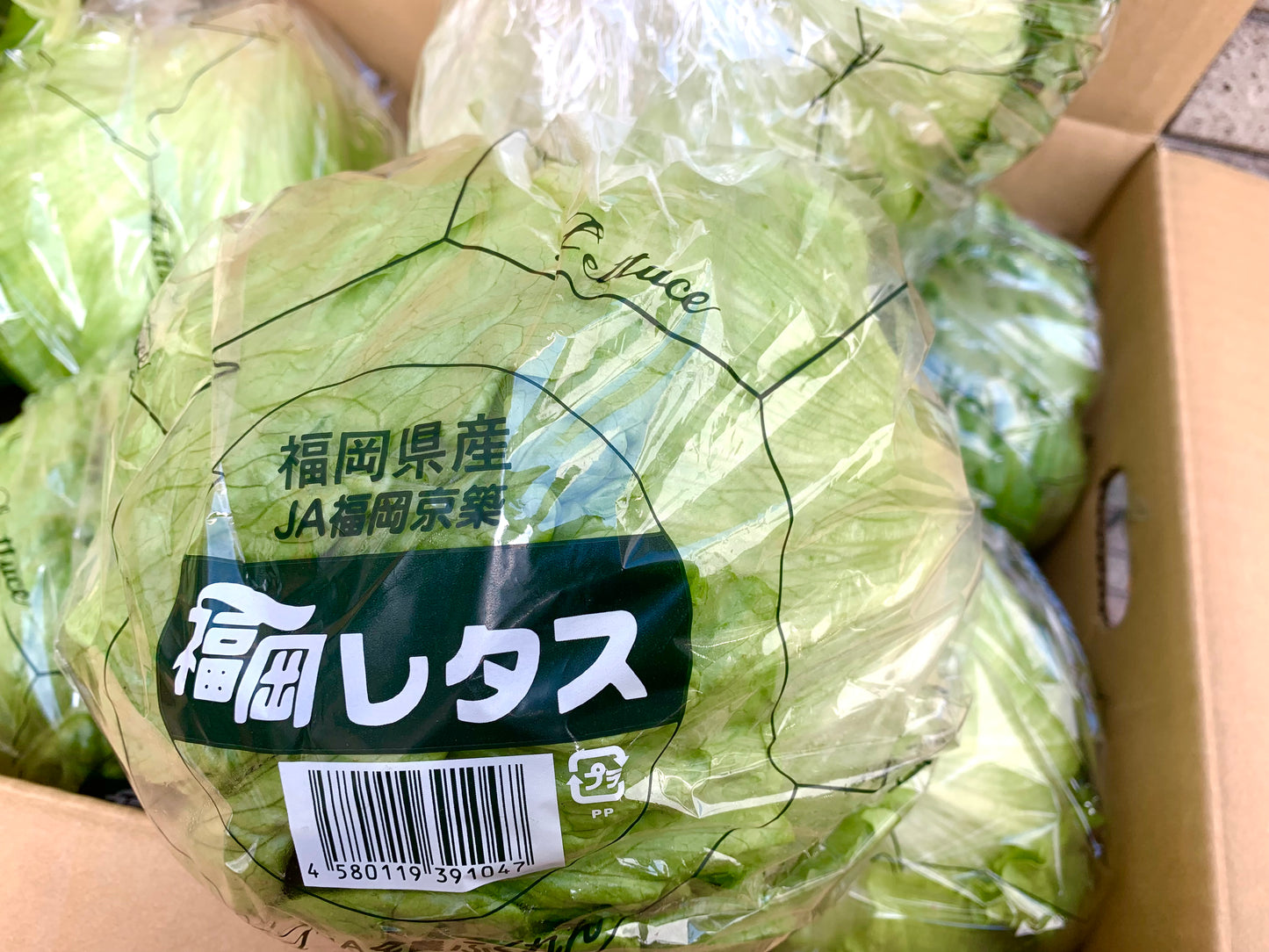 ဆလတ်ရွက် レタス🥬