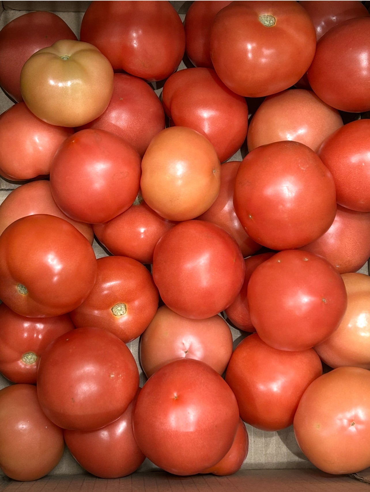 ခရမ်းချဉ်သီးTomato