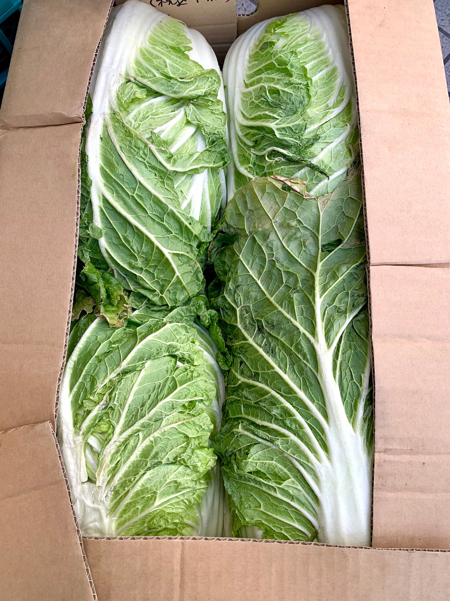 မုန်ညင်းဖြူ 白菜