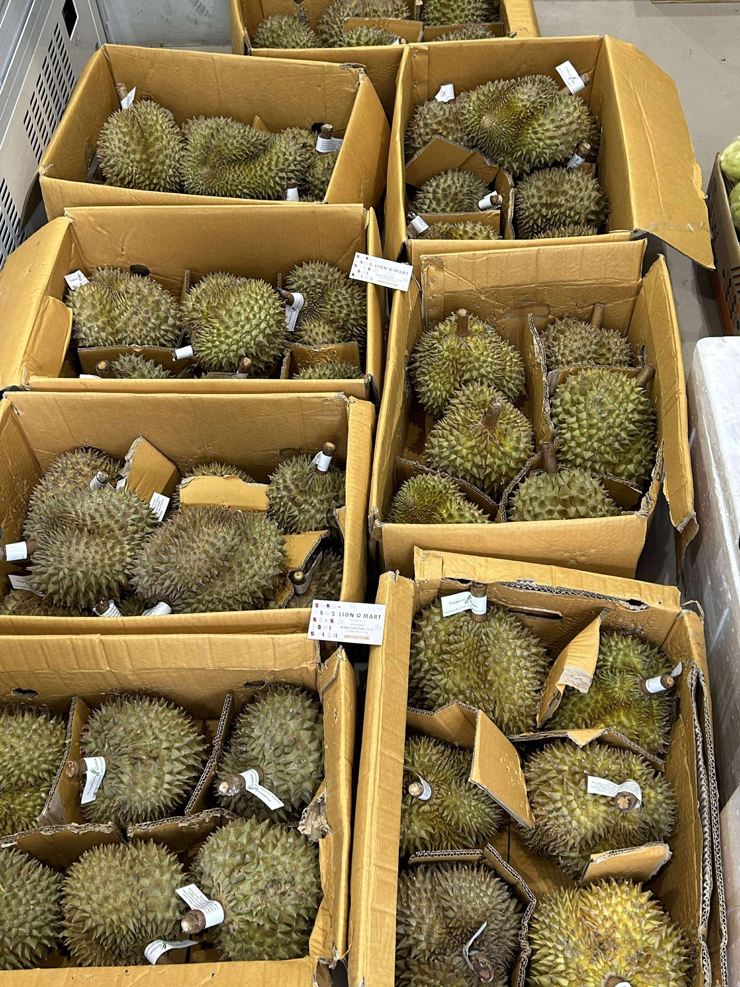 ထိုင်း ဒူးရင်းသီး (Thai Monthon Durian)