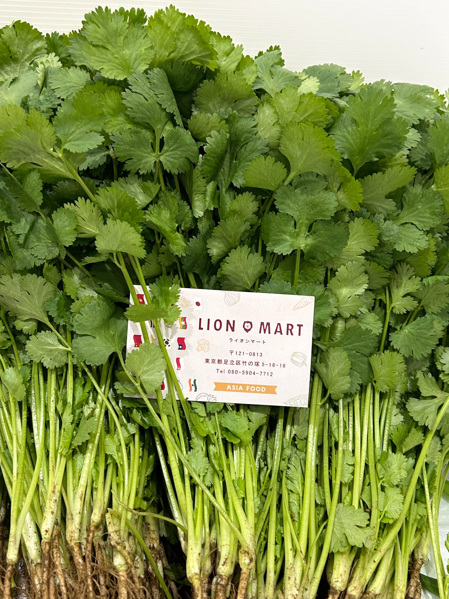 နံနံပင် Coriander