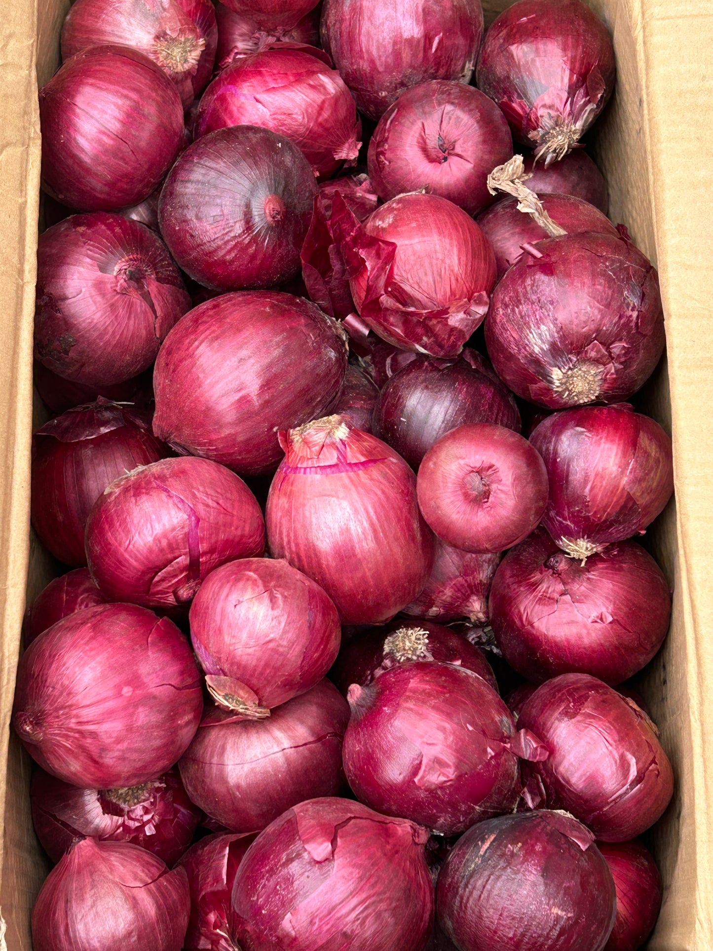 ကြက်သွန်နီ ဥကြီး