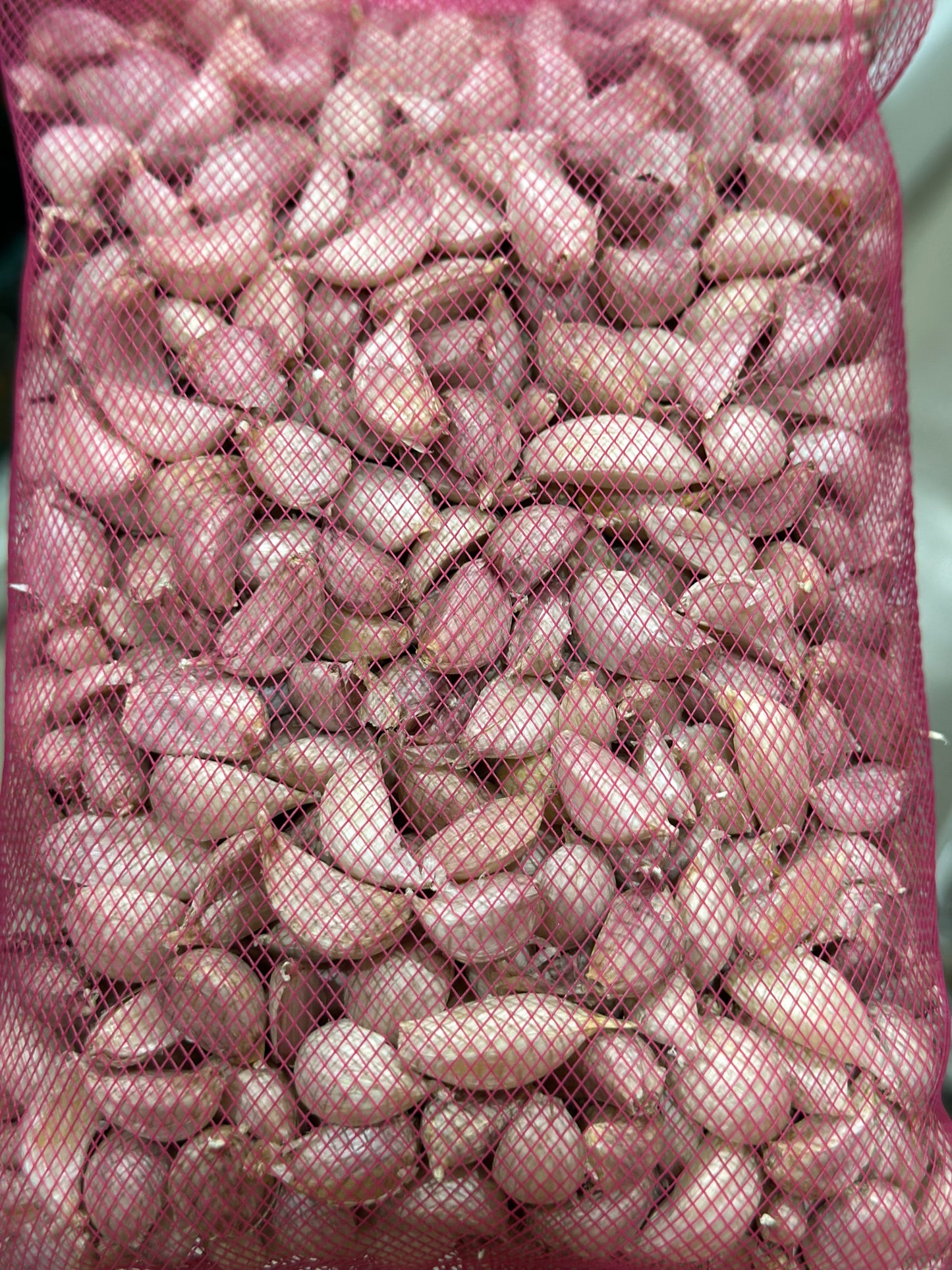 ကြက်သွန်ဖြူ Garlic
