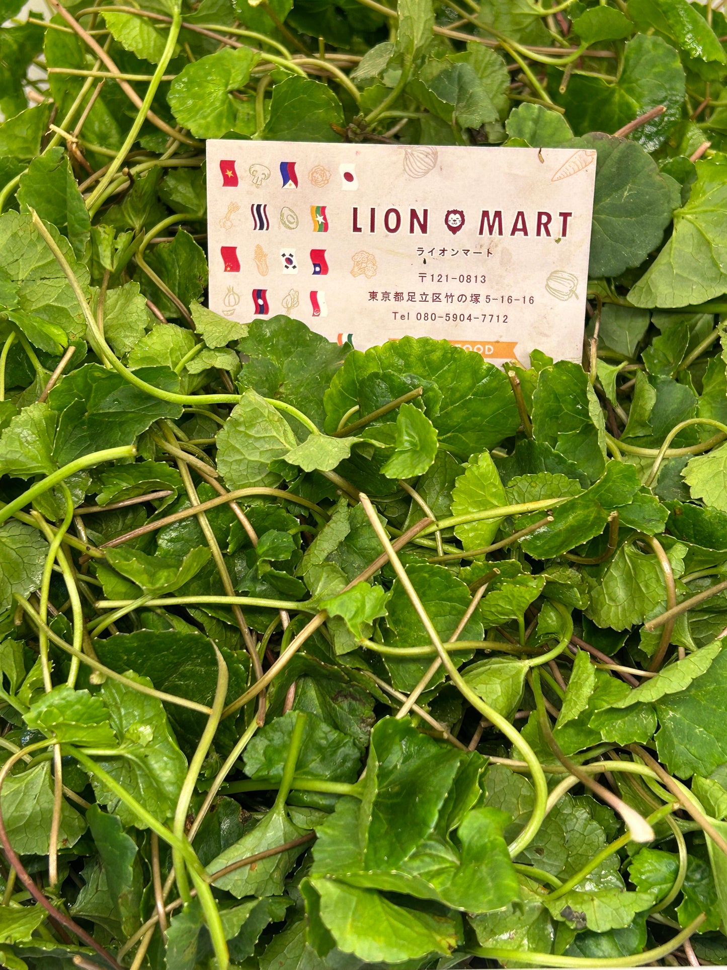 မြင်းခွာရွက် Pennywort (50g) ペニーワート