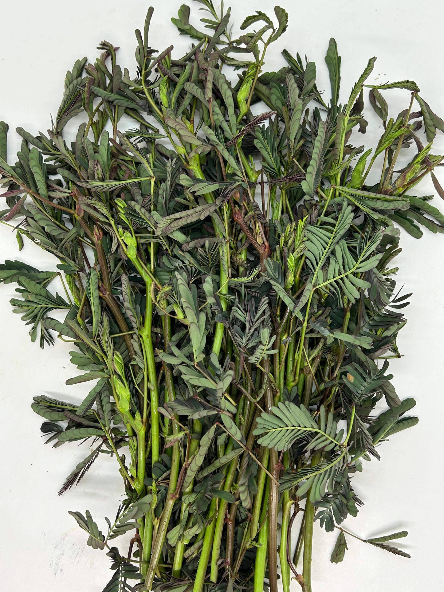 ထိကရုဏ်းရွက် (100g)