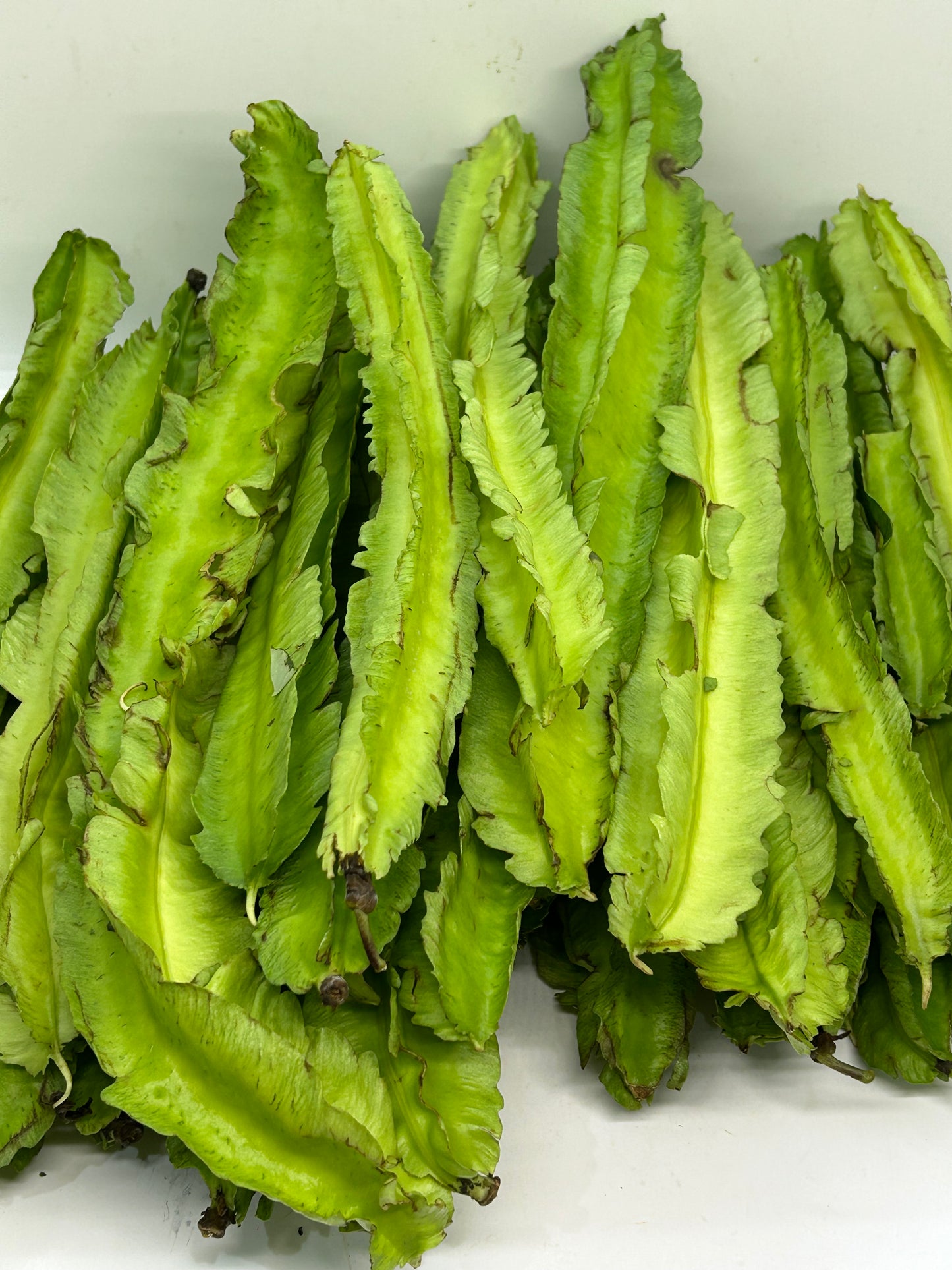 ပဲဇောင်းလျားသီး Winged Bean 250g