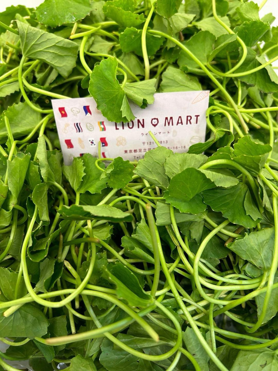 မြင်းခွာရွက် Pennywort (100g) ペニーワート