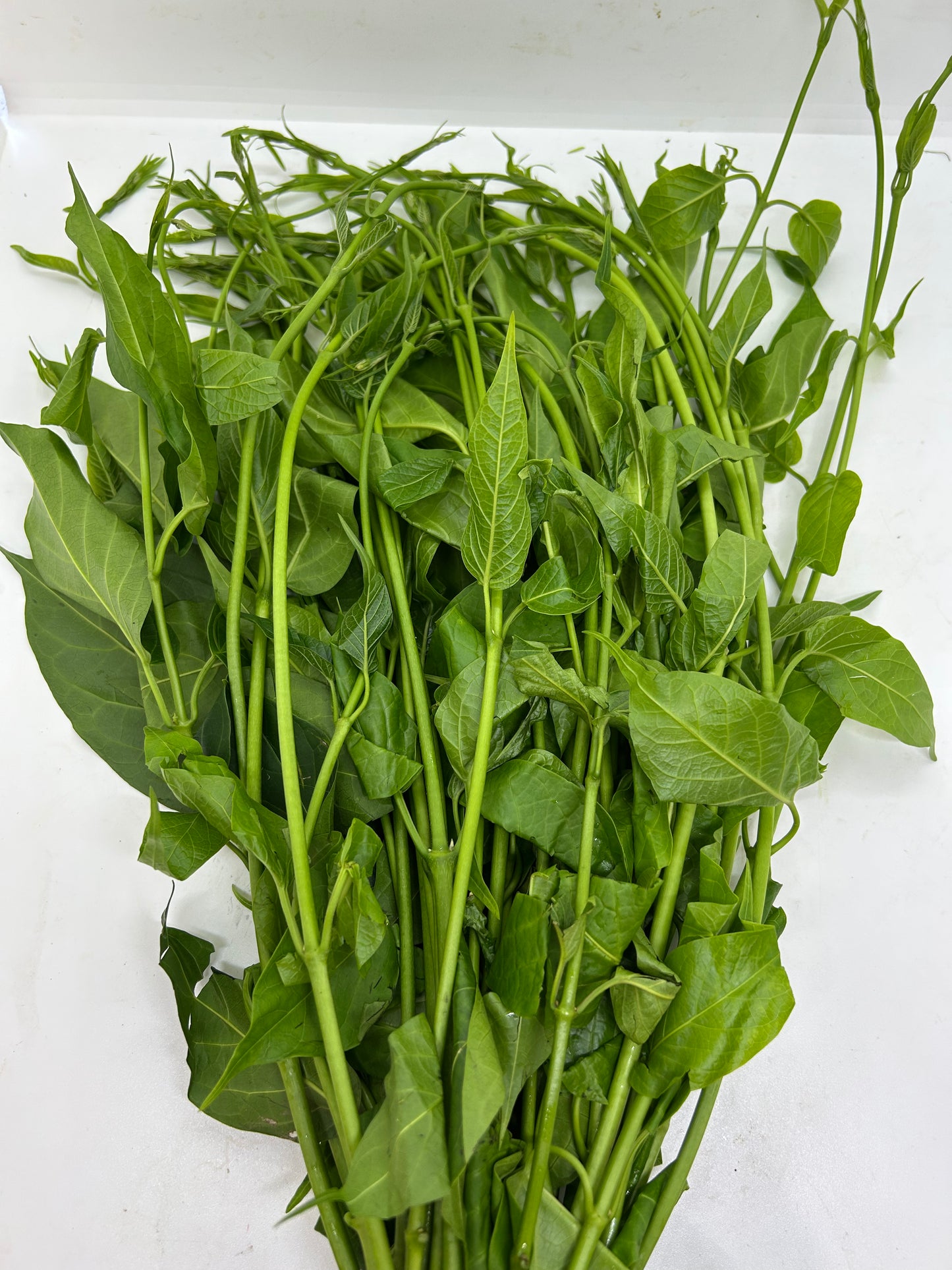 ဂွေးတောက်ရွက် (250g) Cotton Milk Plant Leaf