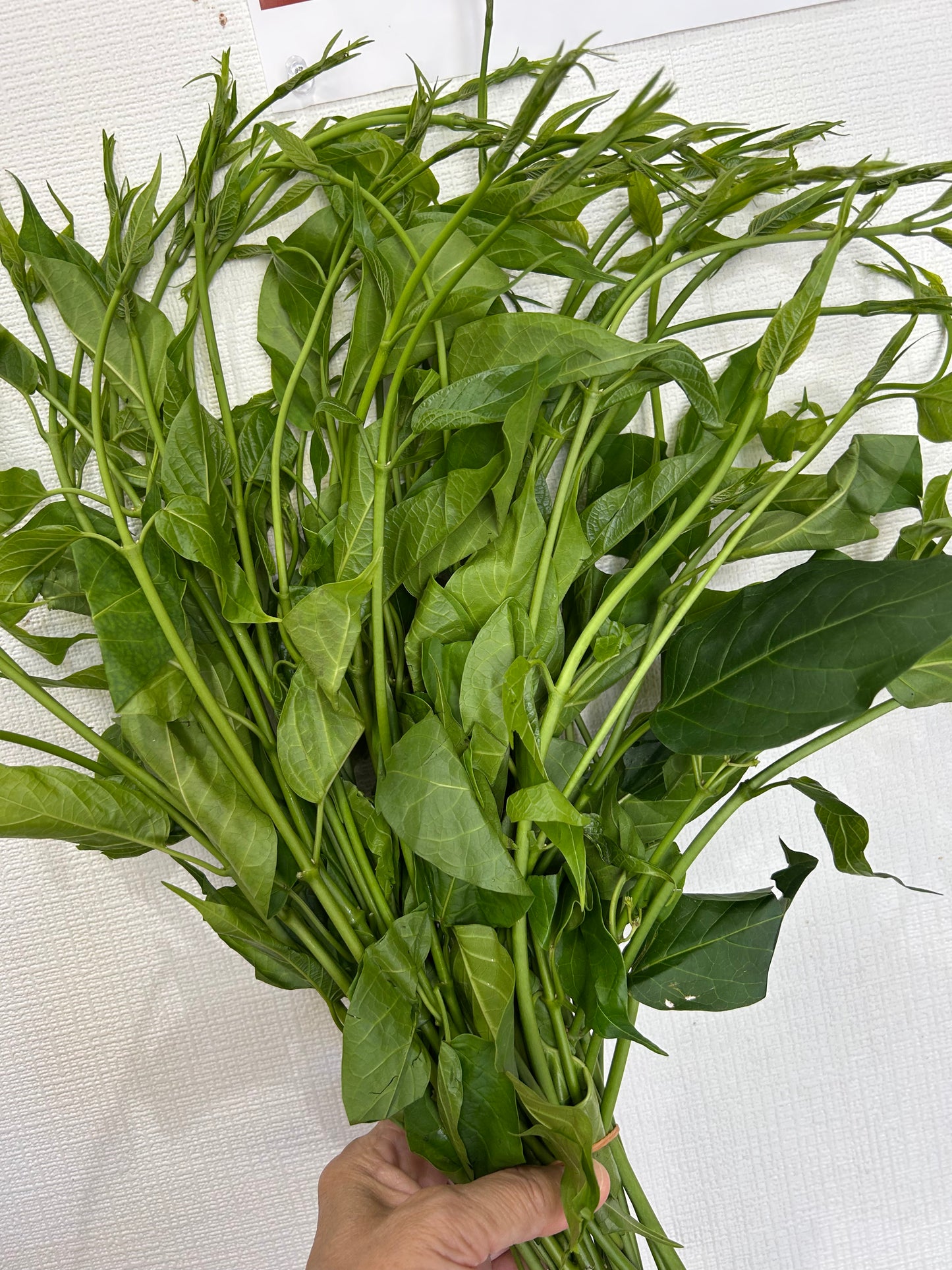 ဂွေးတောက်ရွက် (250g) Cotton Milk Plant Leaf