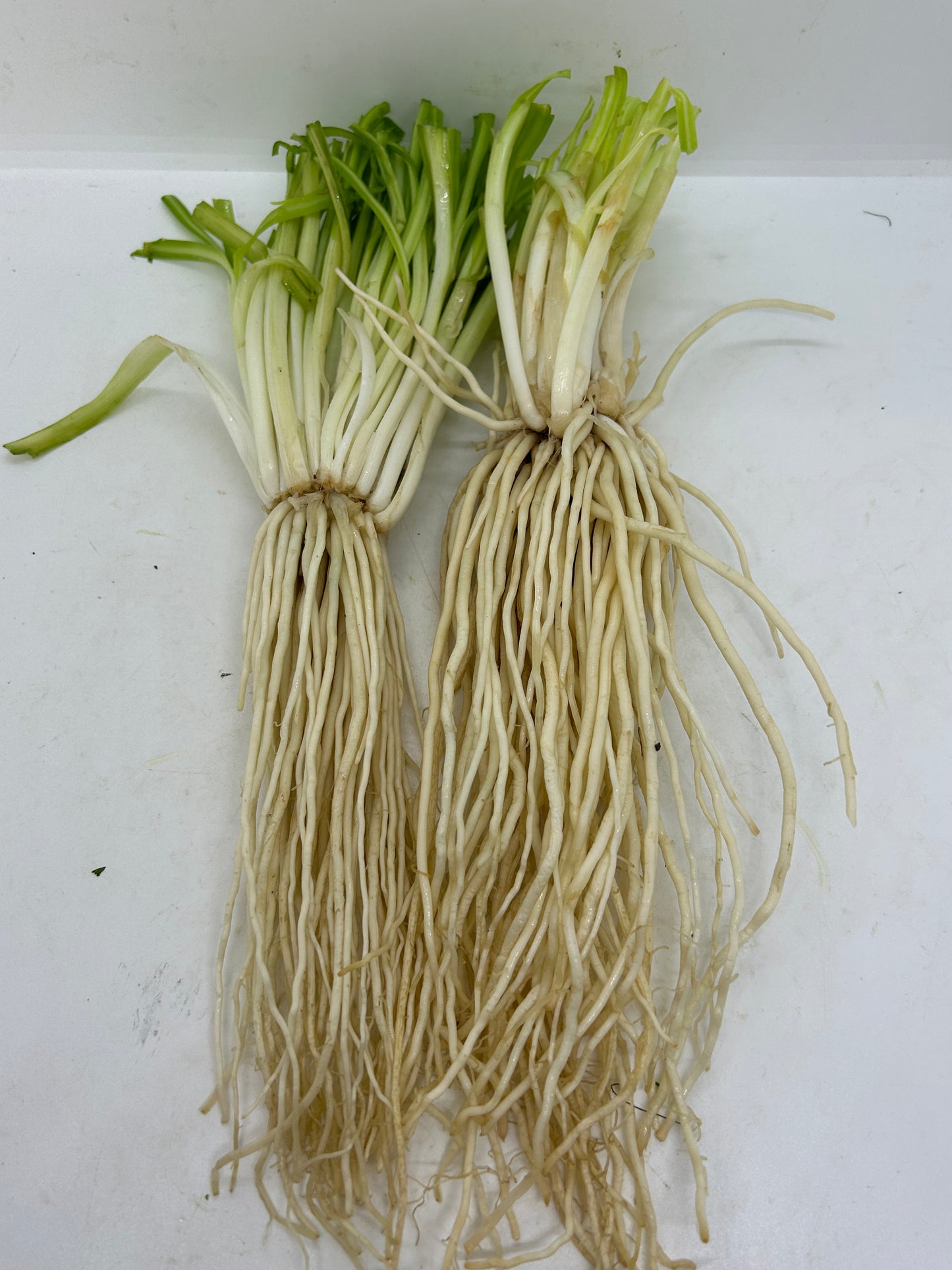 ဂျူးမြစ် 250g