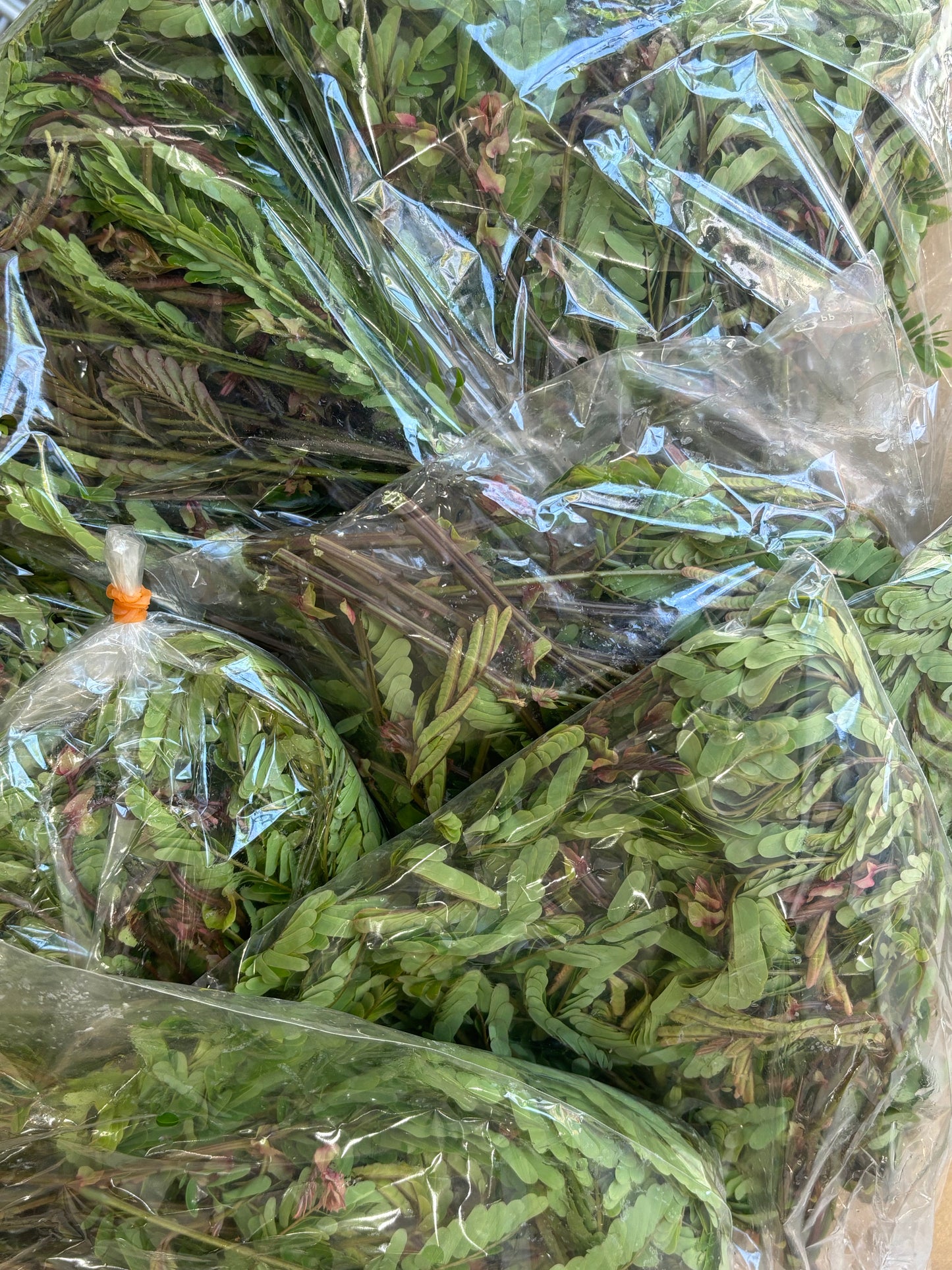 ကင်ပွန်းချဉ်ရွက် アカシアの葉