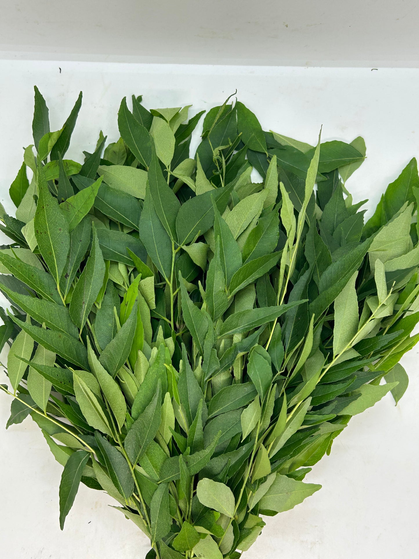ပျဉ်းတော်သိမ်ရွက် カレーリーフ Curry Leaf