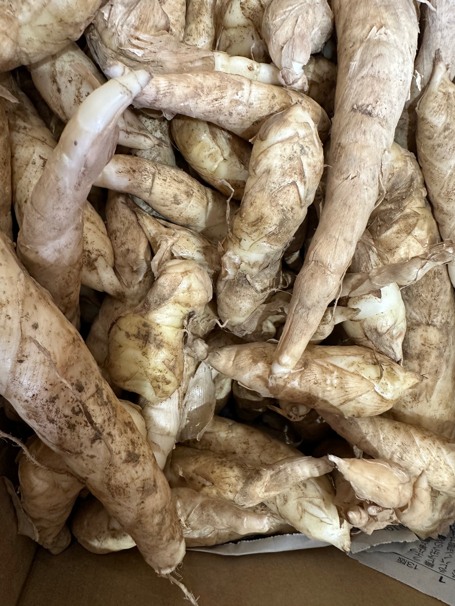 အာတာလွတ်ဥ Arrowroot