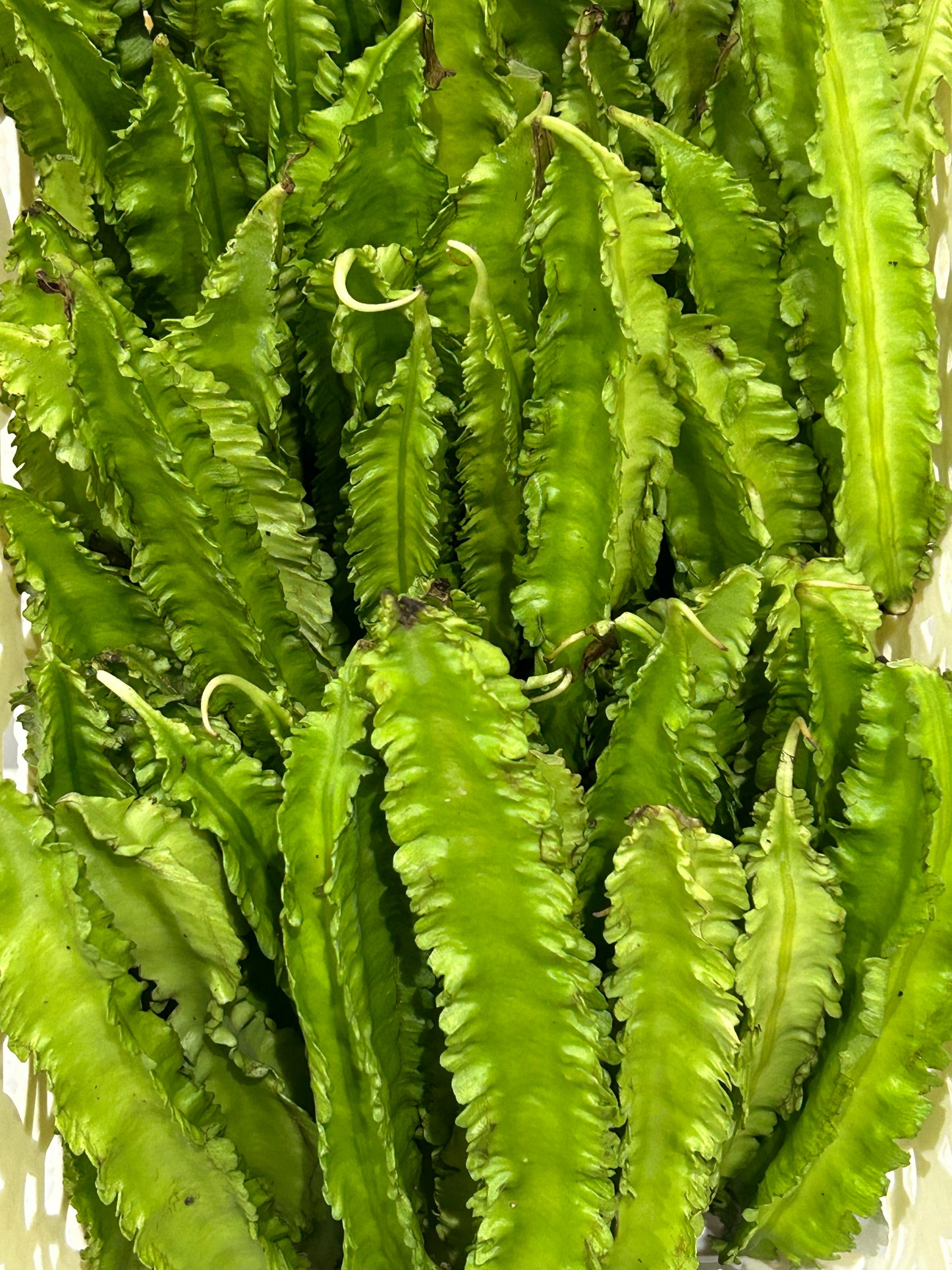ပဲဇောင်းလျားသီး Winged Bean