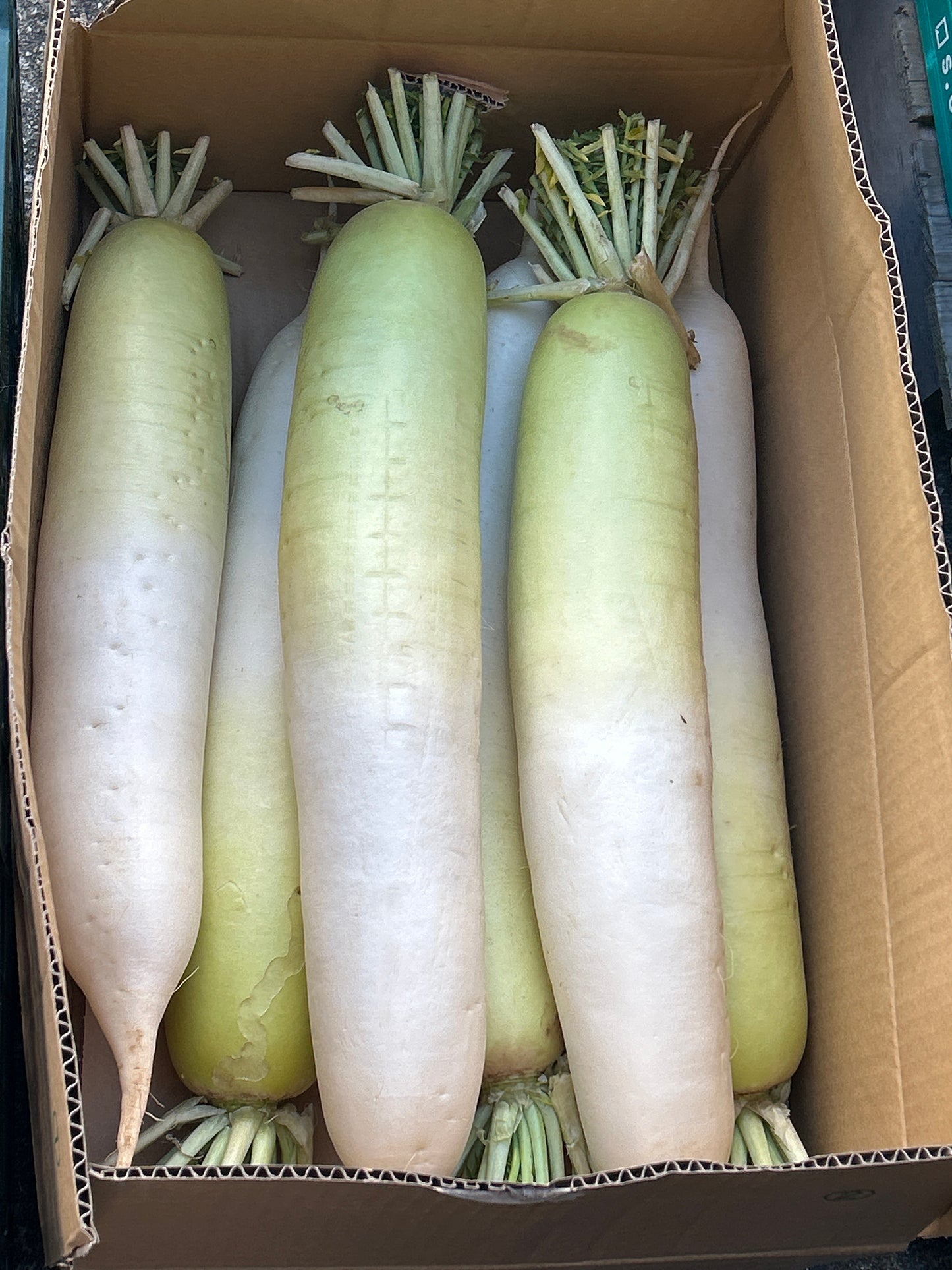 မုန်လာဥဖြူကြီး 大根