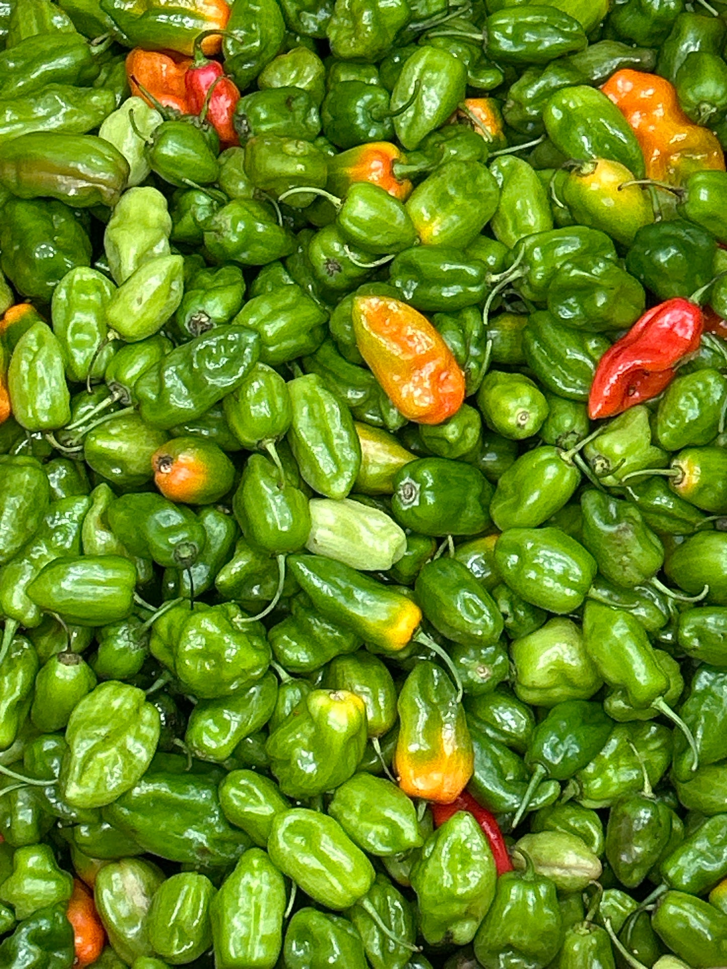 ငရုတ်သီးစိမ်း ကုလားအော် 50g