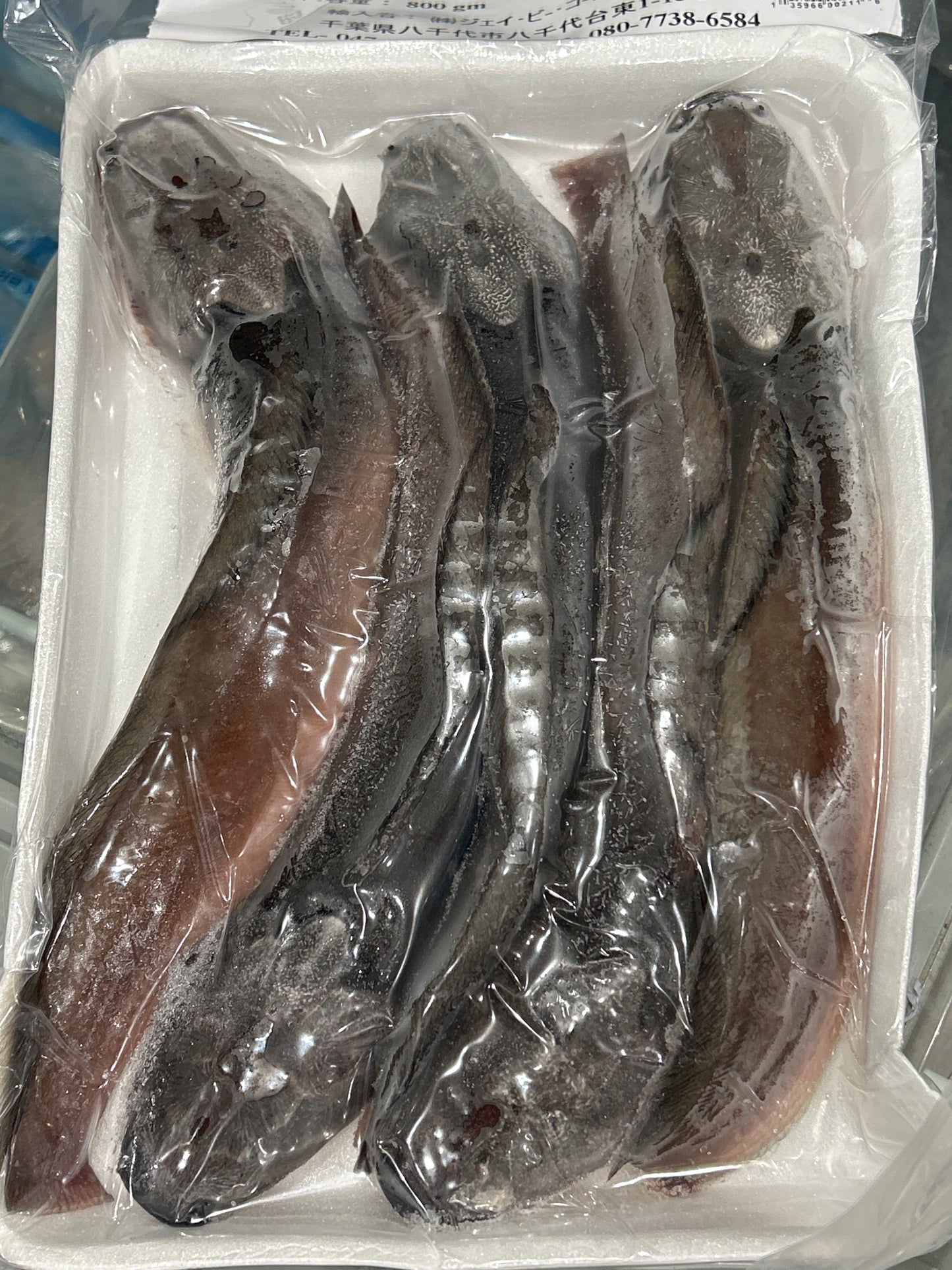 ငါးခူ Magur (Cat Fish) Whole with Tray
