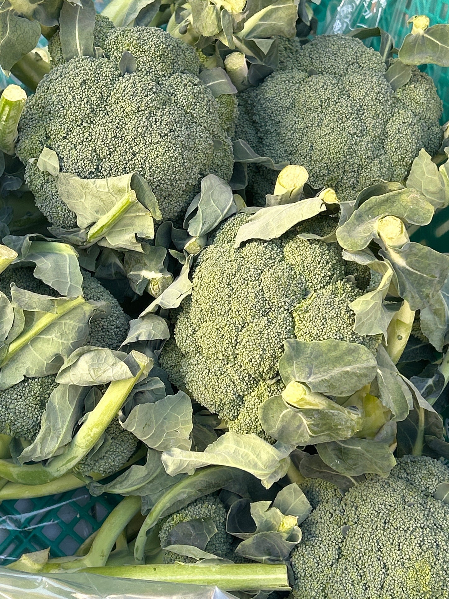 ဂေါ်ဖီပန်းပွင့်စိမ်း ブロッコリー