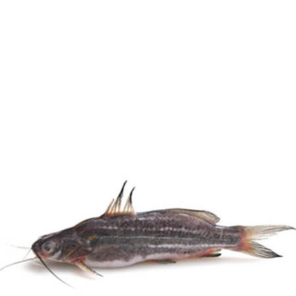 BUZURI FISH(250g)