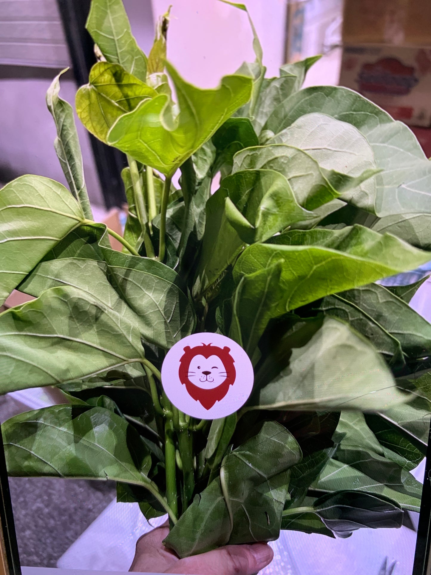 ဂွေးတောက်ရွက် (250g) Cotton Milk Plant Leaf