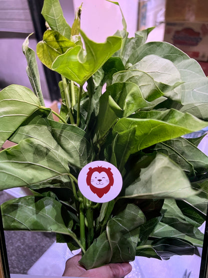 ဂွေးတောက်ရွက် (250g) Cotton Milk Plant Leaf