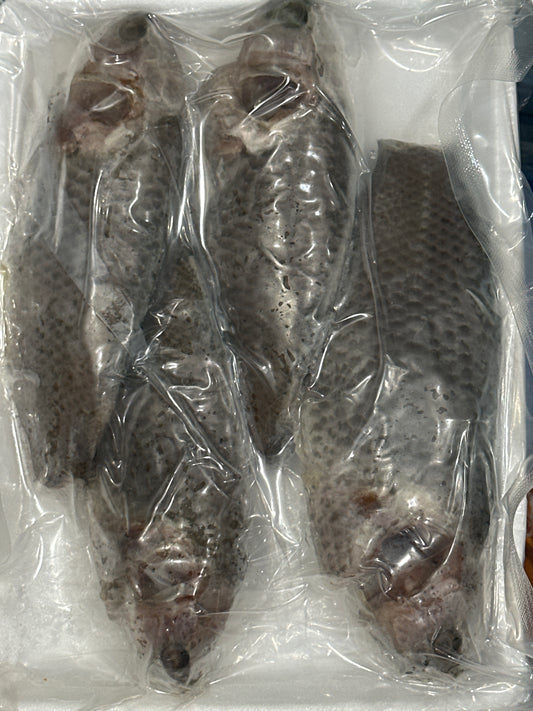 ငါးပြေမ キノボリウオ Climbing Perch  (500g)
