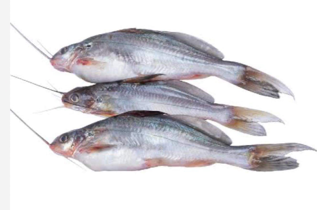 GULSHA Fish 500g (ငါးဇင်ရိုင်း)