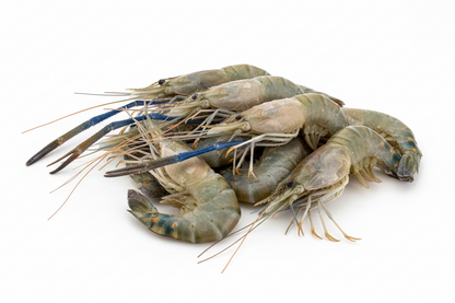 Giant River Prawn ရေချိုပုဇွန်ထုပ် (400g)