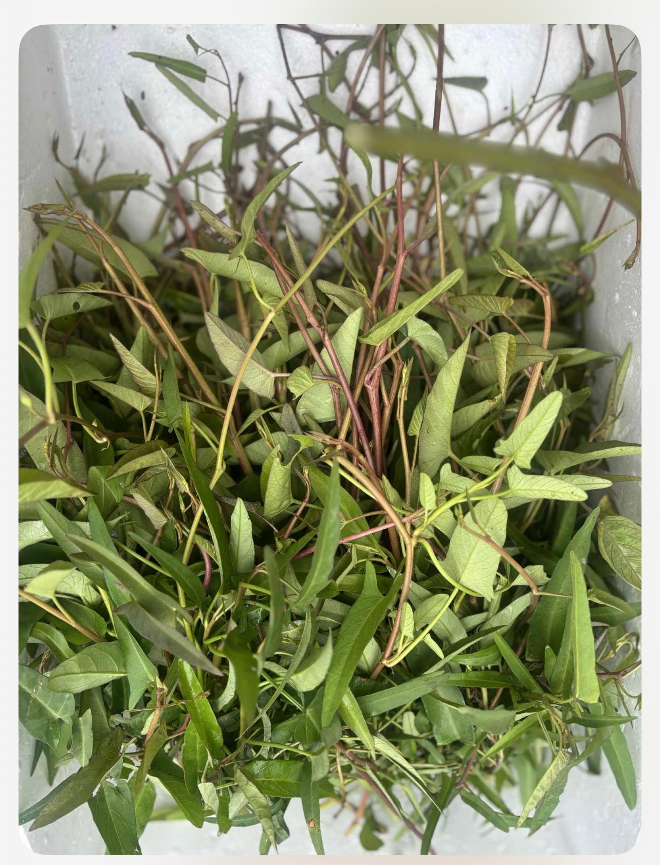 လယ်ကန်ဇွန်းရိုးနီ