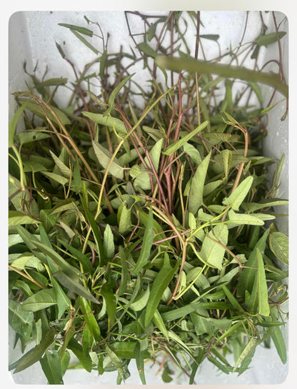 လယ်ကန်ဇွန်းရိုးနီ