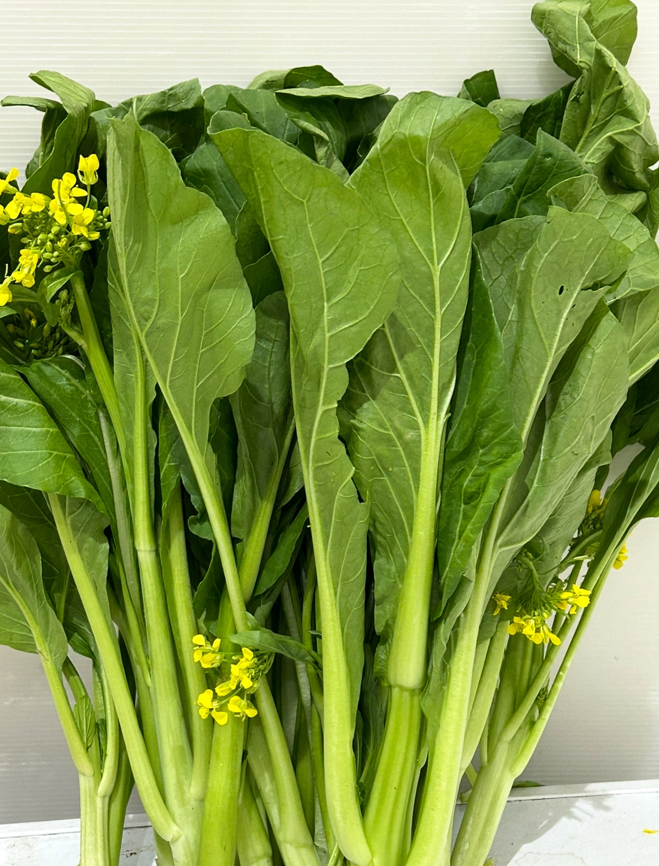 မုန်ညင်းပွင့် Mustard 500g