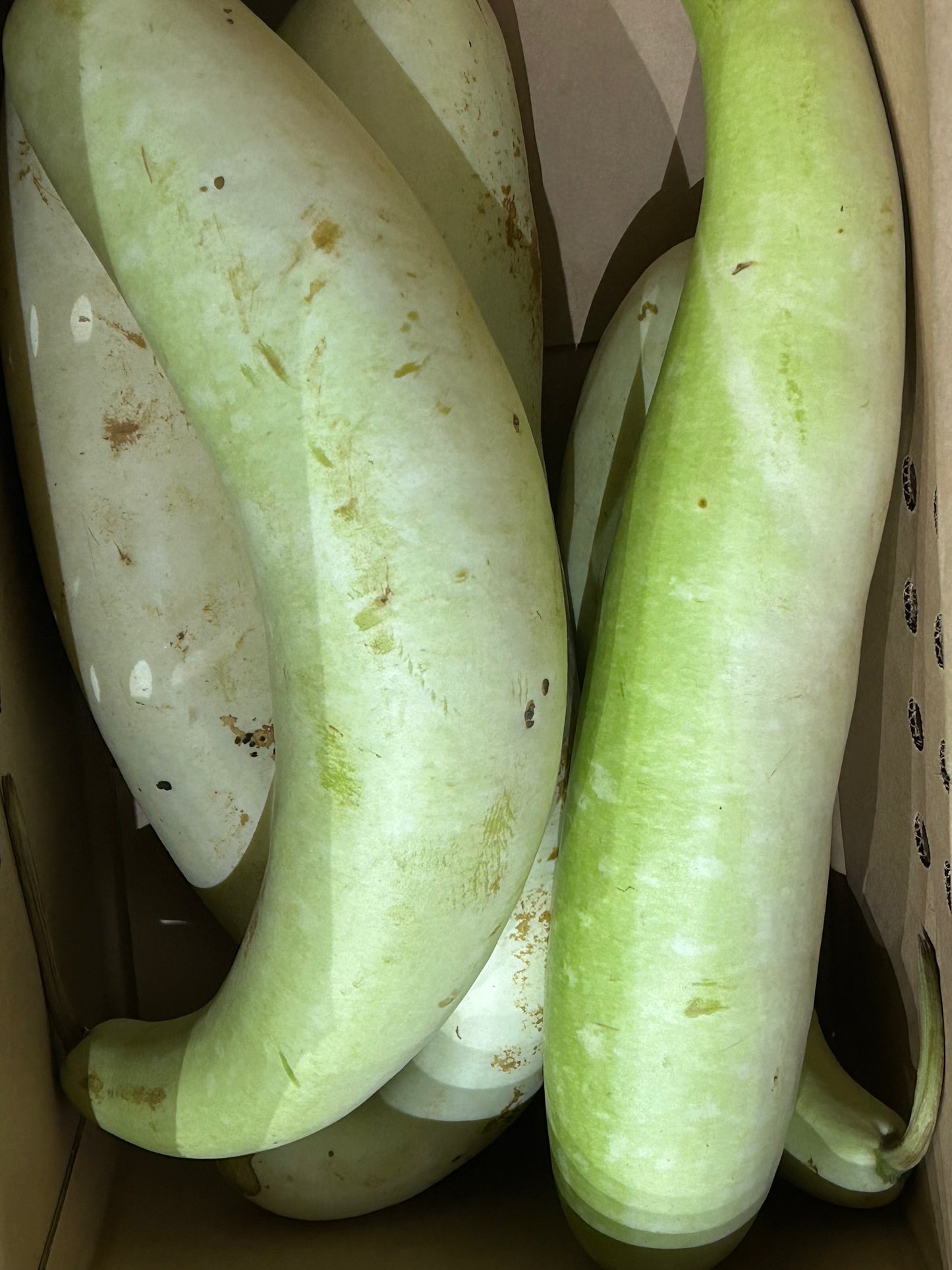 ဘူးသီး Gourd 夕顔