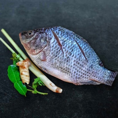တီလားဗီးယားအကောင်လိုက် ティラピア Tilapia (タイ産) PADMA