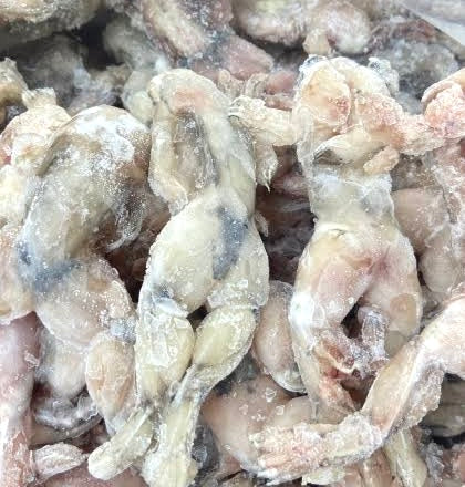 ဖားသား Frozen Frog (Headless)