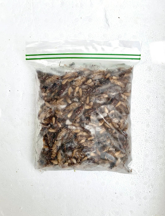 ပုရစ်အစိမ်း (500g) 冷凍 Cricket With Eggs