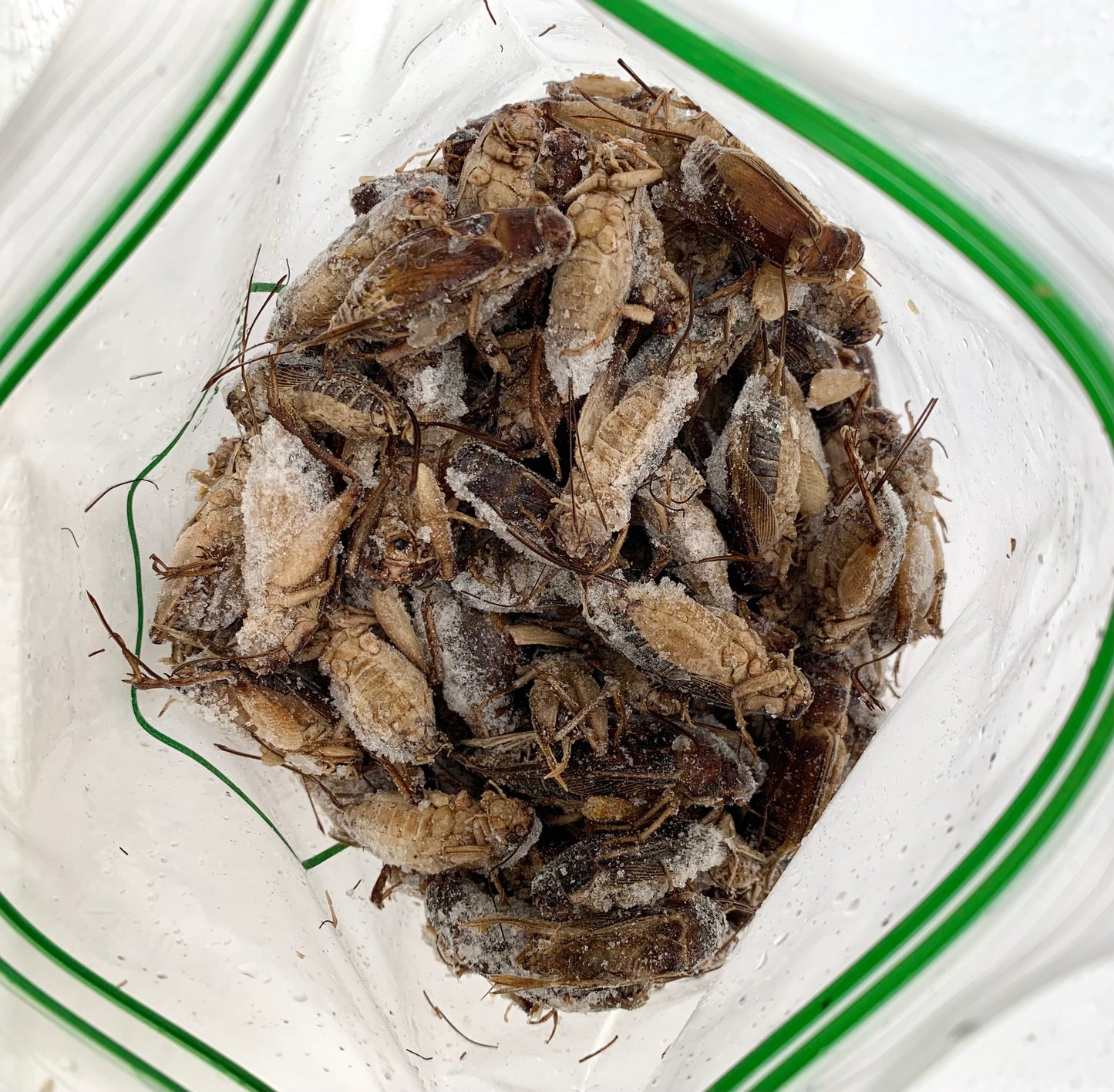 ပုရစ်အစိမ်း (500g) 冷凍 Cricket With Eggs