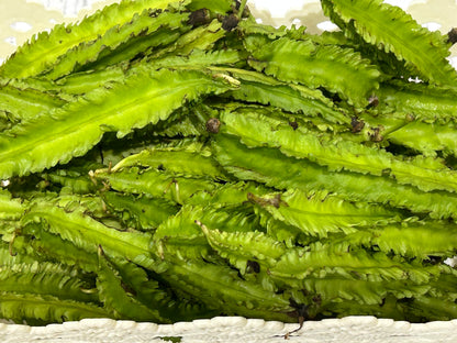 ပဲဇောင်းလျားသီး Winged Bean