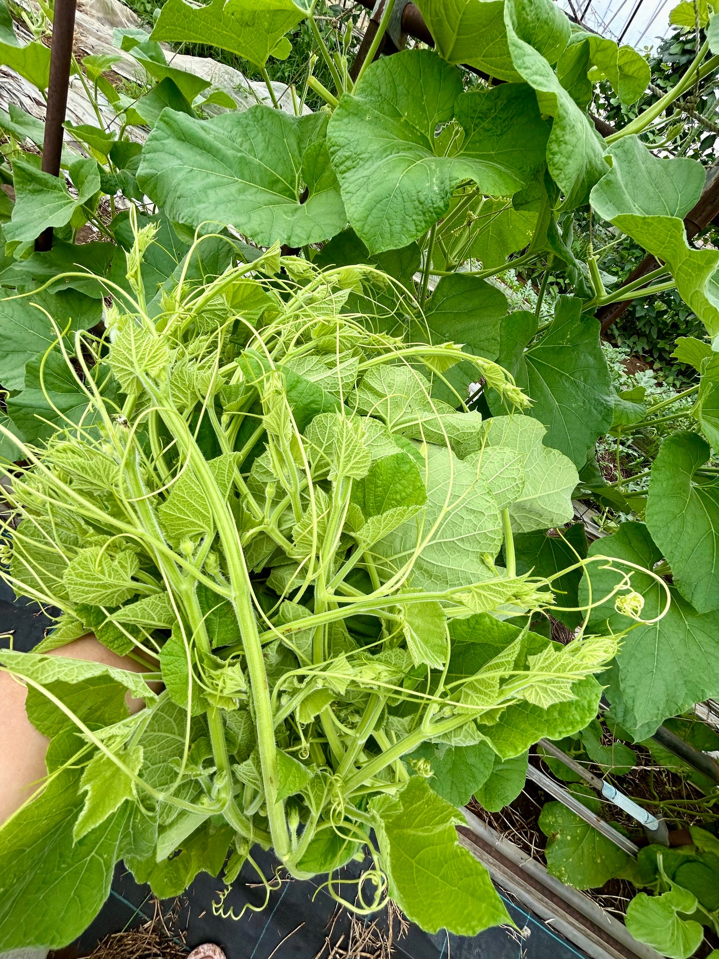 ဘူးညွန့်  250g