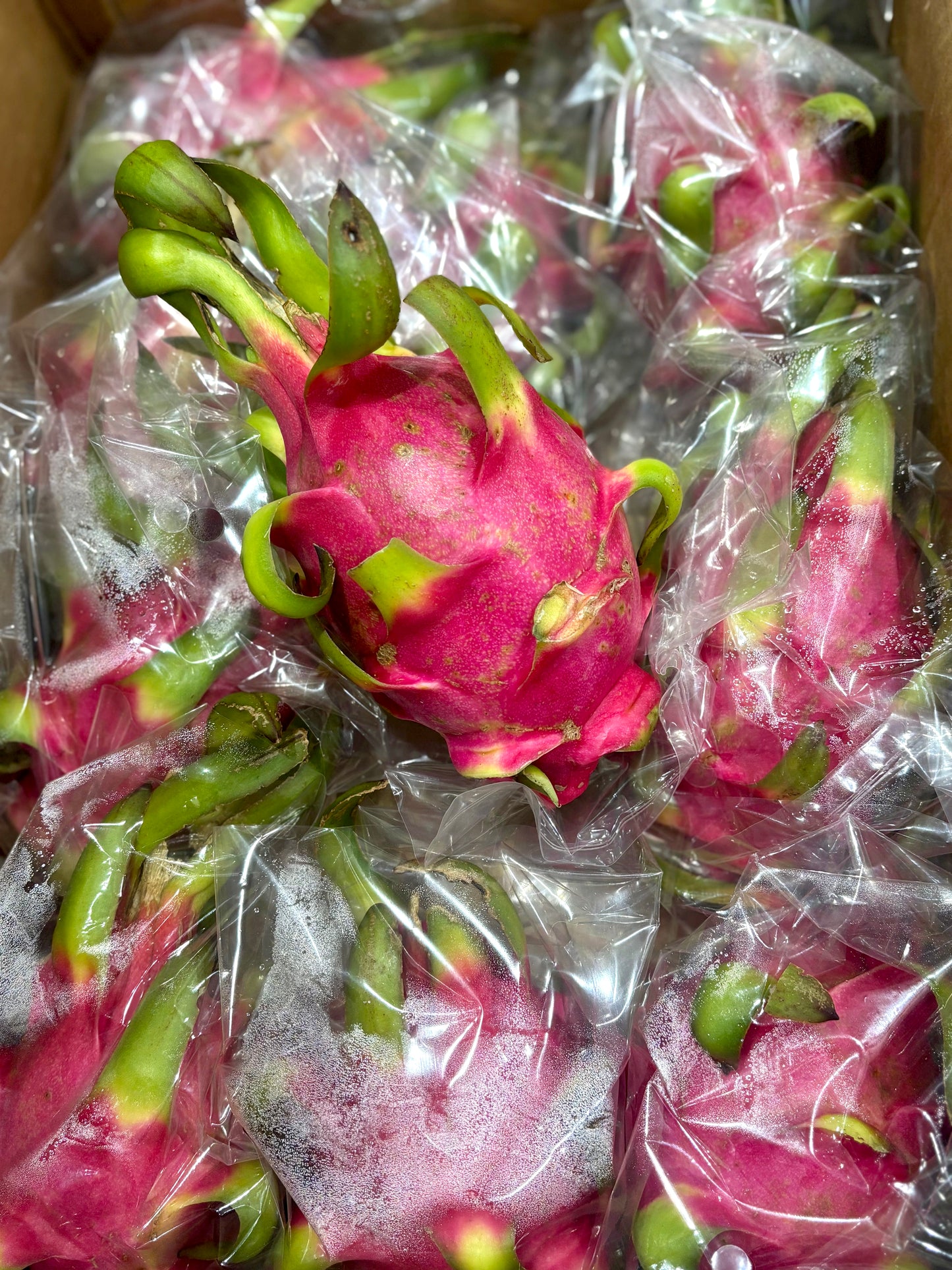 နဂါးမောက်သီး ドラゴンフルーツ