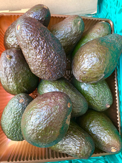 ထောပတ်သီး アボガド