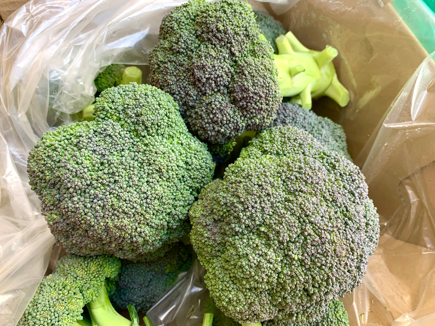 ဂေါ်ဖီပန်းပွင့်စိမ်း ブロッコリー