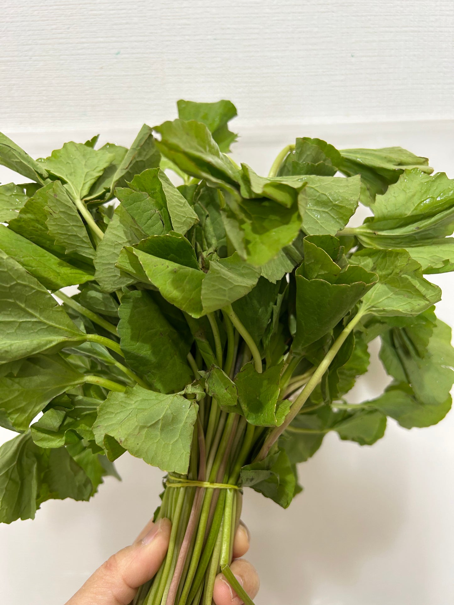 မြင်းခွာရွက် Pennywort (100g) ペニーワート