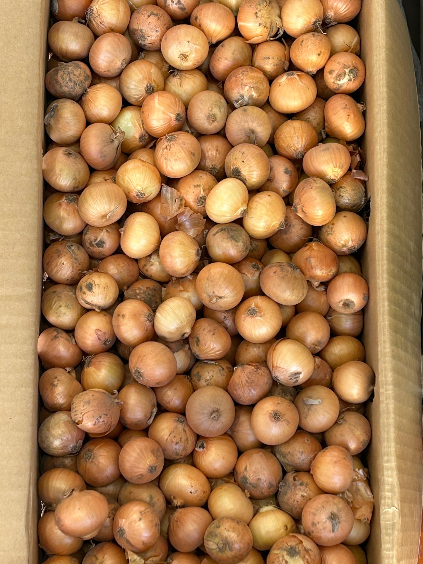 ကြက်သွန်နီဥသေး (လုံးချော) 300g