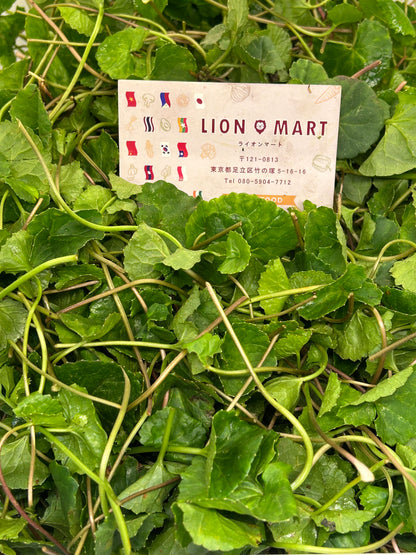 မြင်းခွာရွက် Pennywort (50g) ペニーワート