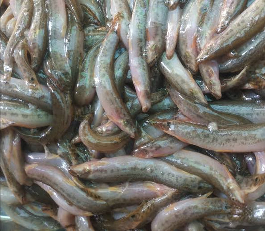 ငါးသလဲထိုး Gutum Fish (250g)