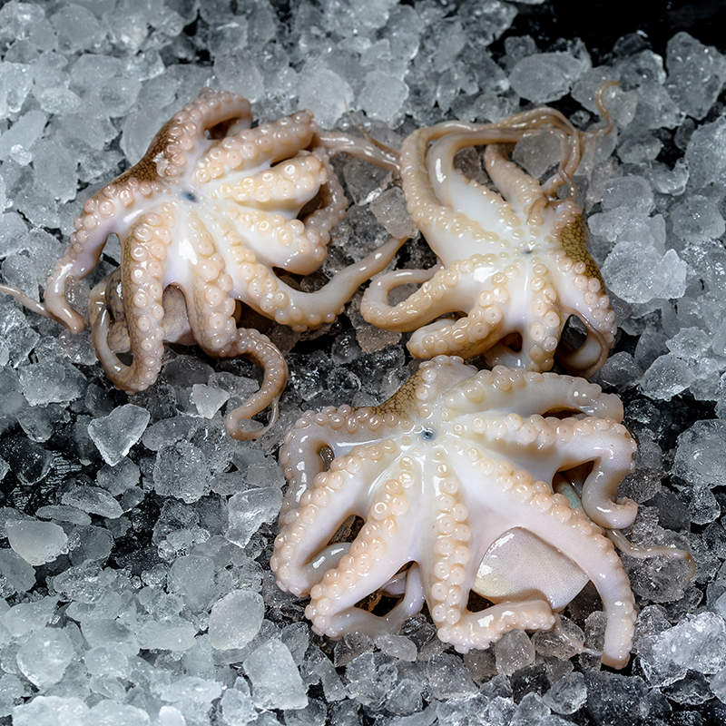 ရေဘဝဲ Frozen Baby Octopus (500g)